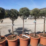 Cypruštek arizónsky (Cupressus arizonica) ´FASTIGIATA´ (-13°C) - výška 80-100cm, kont. C10L - GUĽKA